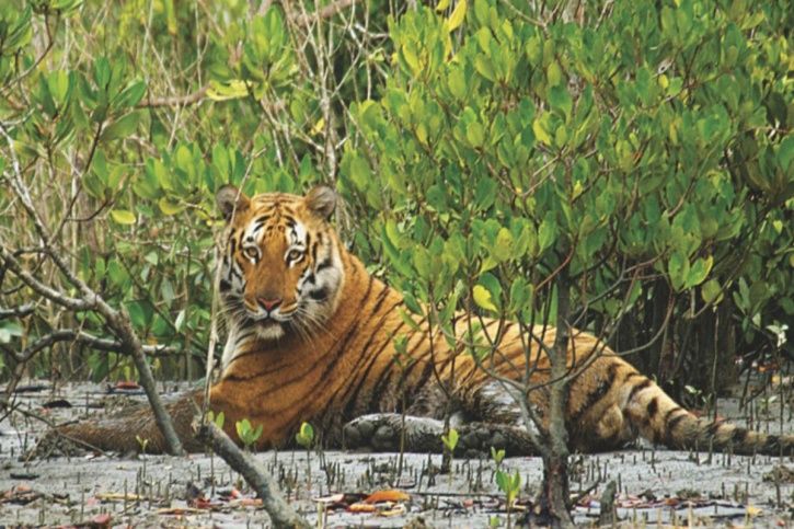 Sunderbans Forest Under Severe Stress From Rising Sea Level, Posing Risk To Royal Bengal Tiger