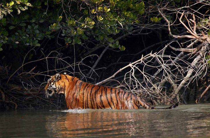 Sunderbans Forest Under Severe Stress From Rising Sea Level, Posing Risk To Royal Bengal Tiger