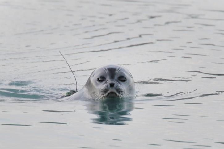 The Ringed Seal endangered 