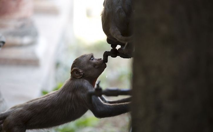 15 Monkeys Die Due To Heat Stroke, Water Scarcity In MP Forest