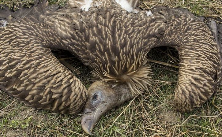 500 Vultures Die In Botswana After Eating Poisoned Elephants
