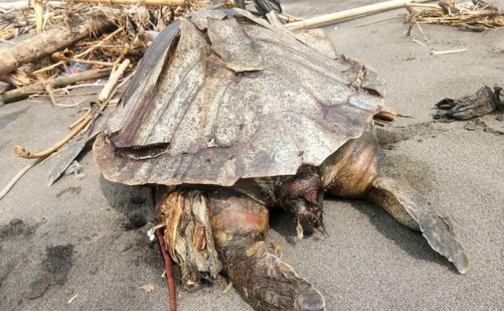 A dead beached turtle that was washed up, with plastic in its belly, is seen on the Congot beach, Ku
