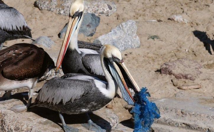 A pelican tries to eat a piece of fish entangled in a plastic mesh
