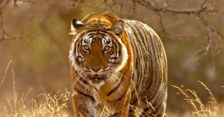 Adult Tiger Dies At Sariska Reserve Leaving Only One Male Tiger For Eight Tigresses
