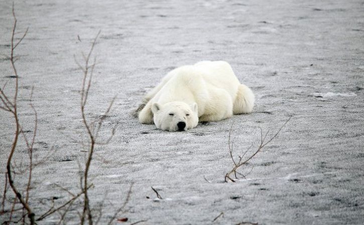 An Starving polar bear who travelled 15,00km from the arctic ocean for searching food has arrived in