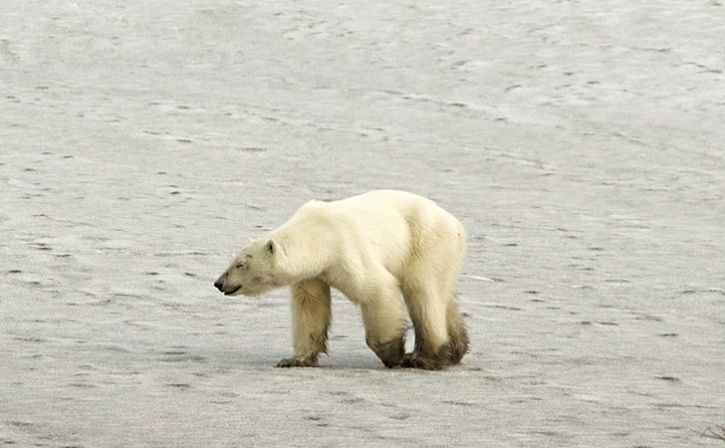 An Starving polar bear who travelled 15,00km from the arctic ocean for searching food has arrived in