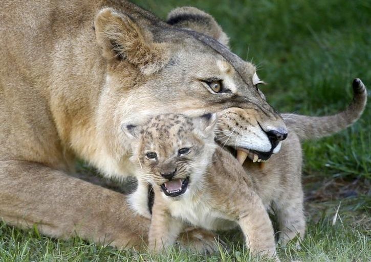 Top 100 + Animals protecting their young