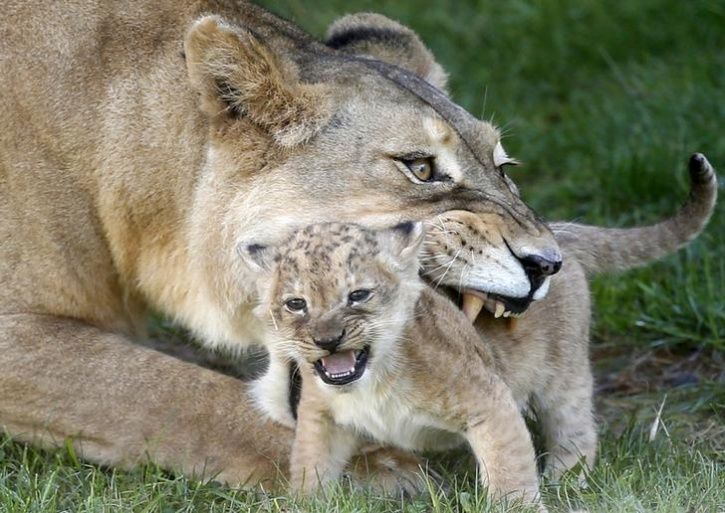 Animal Mothers And Babies15