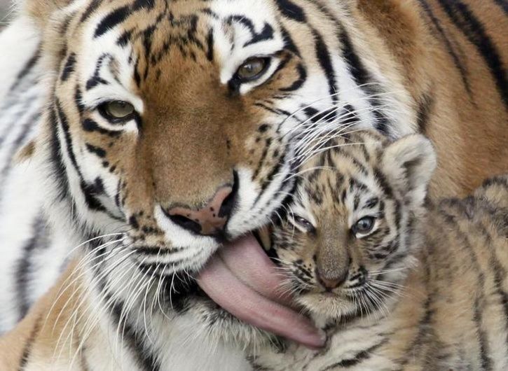 Animal Mothers And Babies16