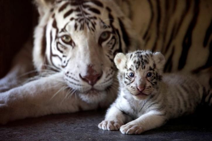 21 Amazing Pictures From Animal Kingdom Show How Moms Protect And Care For  Their Adorable Kids