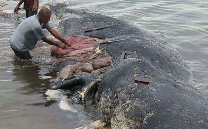 Dead Sperm Whale Found In Indonesia With 6 Kg Of Plastic In Its Stomach, We Should Be Ashamed novemb