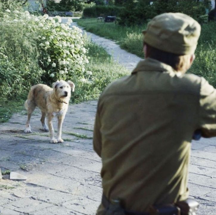 Dogs of Chernobyl.