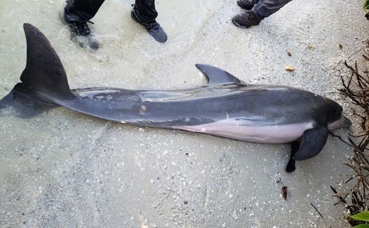 Dolphin Found Dead With A 2-Foot-Long Plastic Shower Hose Inside Her Stomach In Florida