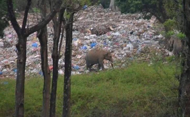 Elephant Feeding On Plastic 