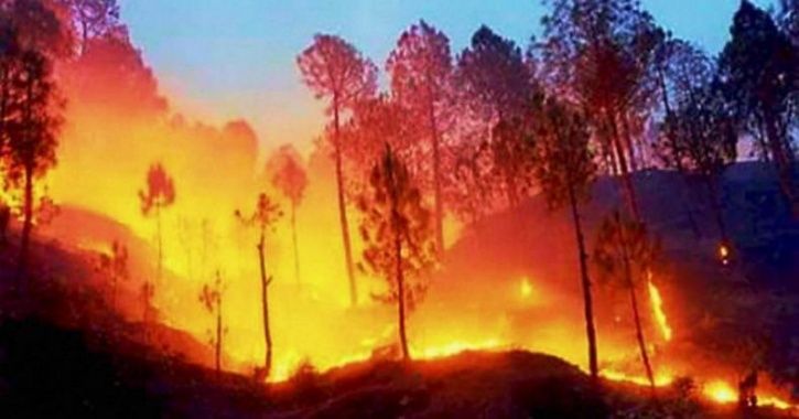 In 6 Months, 28,000 Incidents Of Forest Fires Across India Led To Great Loss To Fragile Ecosystem