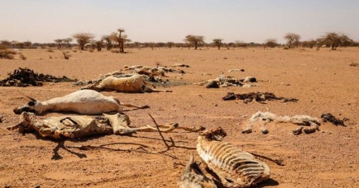 Amidst Severe Water Crisis, Namibia Govt Forced To Auction 1,000 Wild ...