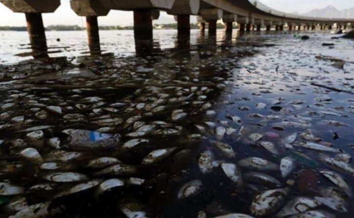 oil spills and waste, from factories as well as by human, the marine life has suffered