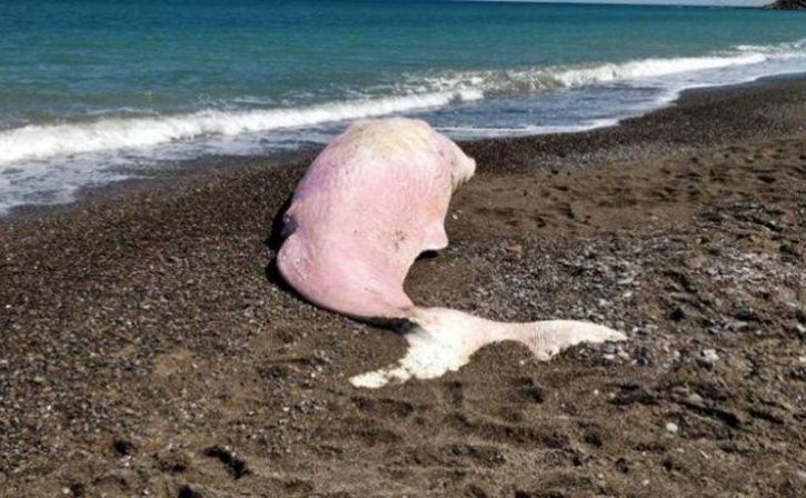 Sperm Whale With Plastic In Its Stomach Found Washed Up On An Italian Beach