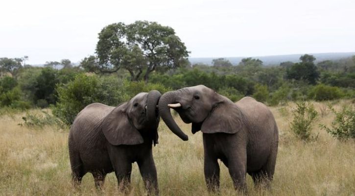 zimbabwe elephants