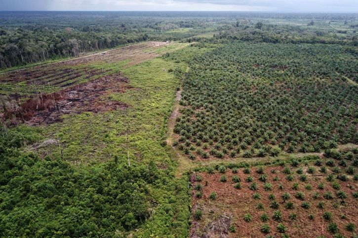 Deforestation Indonesia