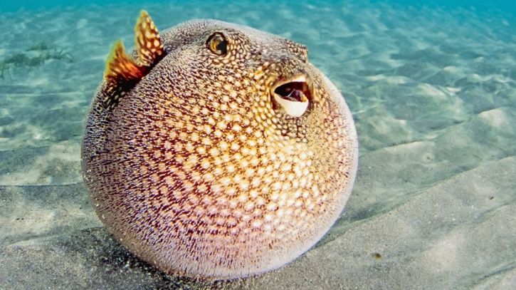 15 Bizarre Facts About Fish That'll Make You More Curious About Aquatic ...