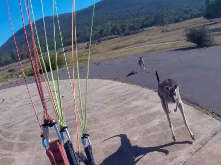 A Seemingly Cute Kangaroo Got Really Pissed At A Paraglider And Punched Him Left And Right