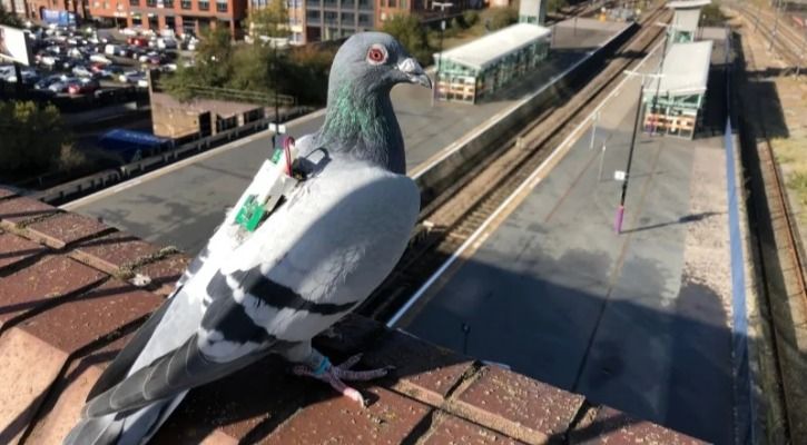 pigeon sensors