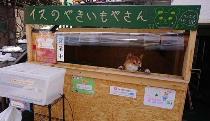 Shiba Inu runs sweet potato shop