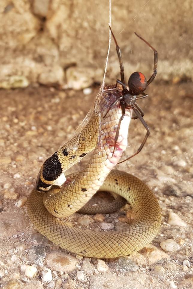 An Eastern Brown Snake & Black Widow Spider Had A Fight, Guess Who Beat ...