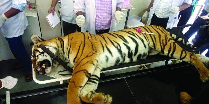 T4 tigress, Maharashtra, Yavatmal, Injured, tranquilisation, frail, camera, Tipeshwar
