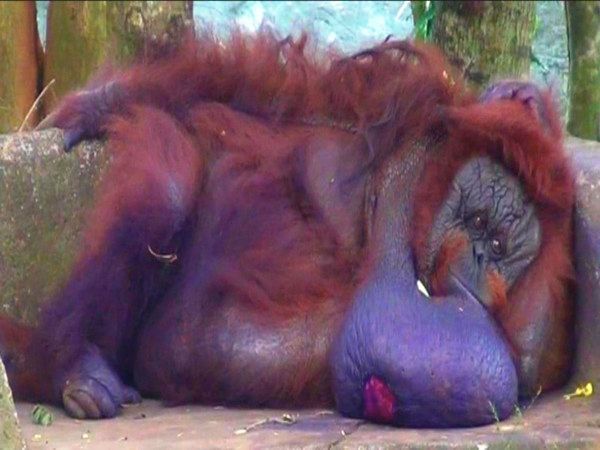 41-Year-Old Binny, India’s Only Orangutan, Dies In Odisha Zoo Of Prolonged Illness