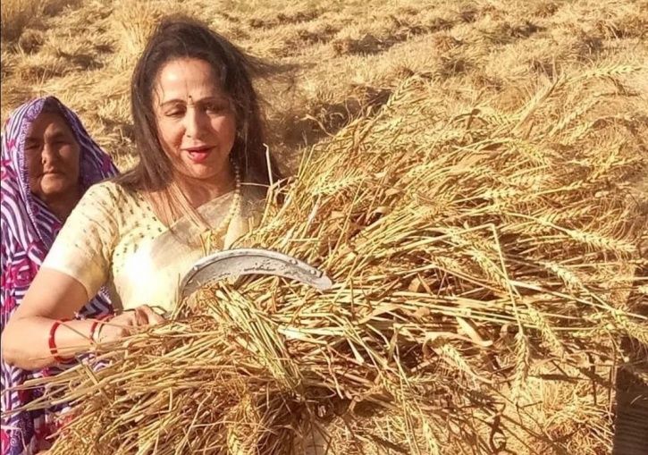 Bollywood celebs contesting elections: Hema malini harvesting as a part of election campaign.