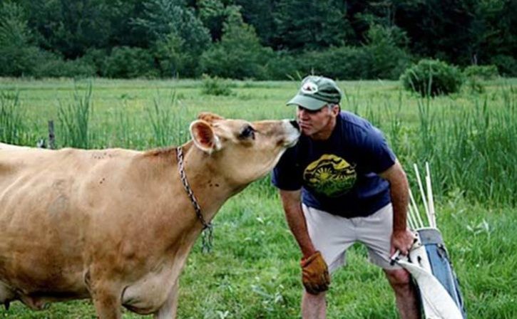 cow kissing challenge