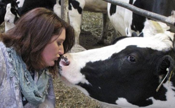 cow kissing challenge