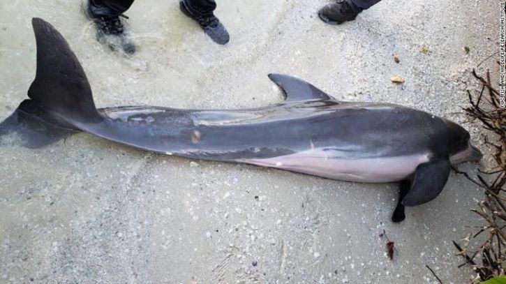 Dolphin Found Dead With A 2-Foot Long Plastic Shower Hose Inside Her Stomach In Florida