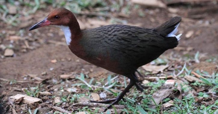 Extinct Bird Species Reappears 