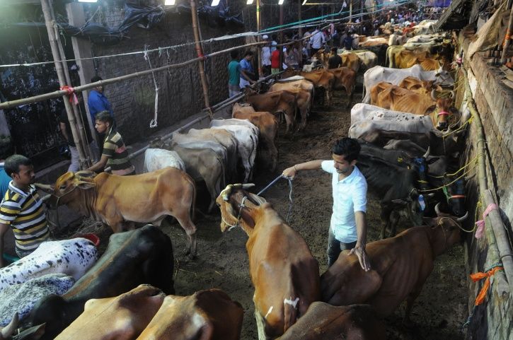 Man Arrested For Raping Seven Cows At A Shelter In Ayodhya; Claims He Was Drunk