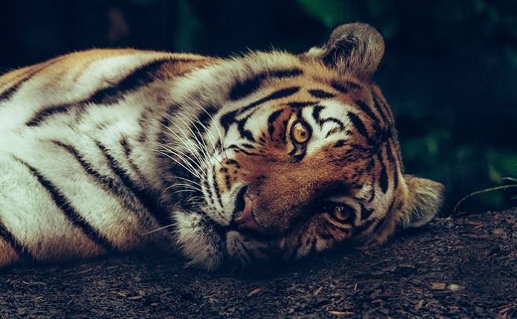 maneating tigress shot dead