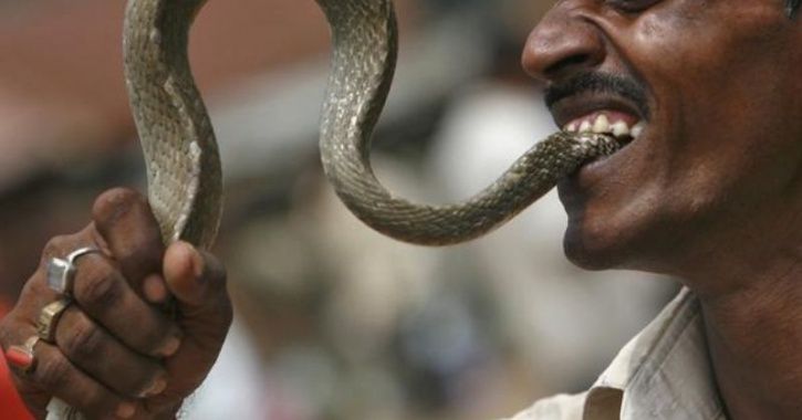 Snake Bites 70-Year-Old In Gujarat Who Bites It Back To Take Revenge, Both  Die