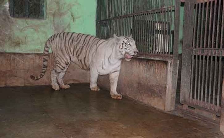white tiger bajirao