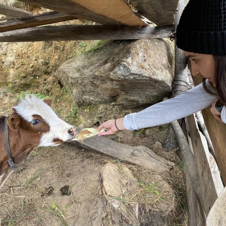 Anushka Sharma feeds a calf in Bhutan on Virat Kohli