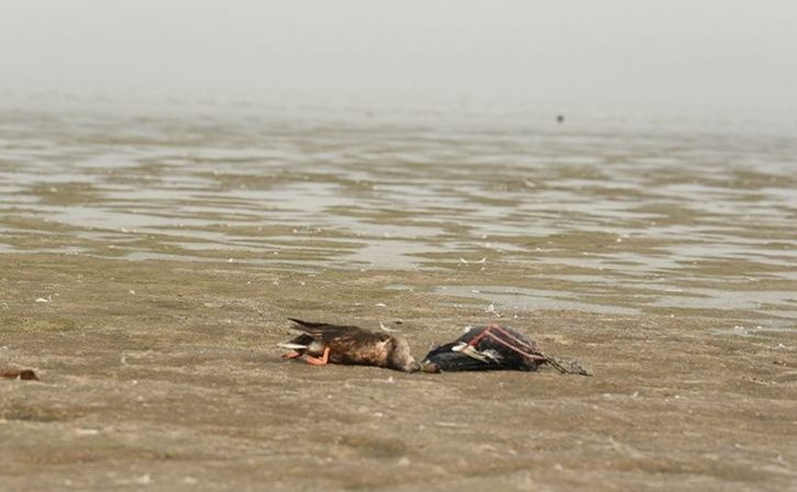 Dead Birds Found In Sambhar Lake Nawa Belt