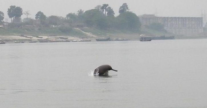 Gangetic river dolphin. 
