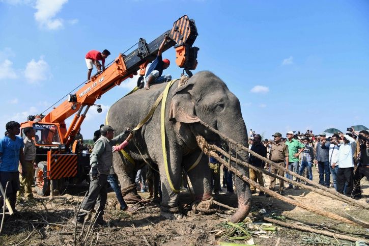 Days After Being Tranquilized, Bin Laden, The 'Rogue' Elephant Dies In