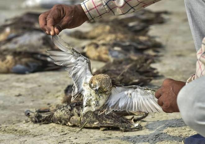 runn of kutch hailstorm, hailstorm kill migratory bird, migratory bird, migratory bird dead in gujar