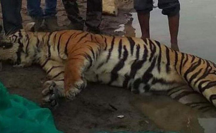 Tiger Trapped In River Rocks Dies