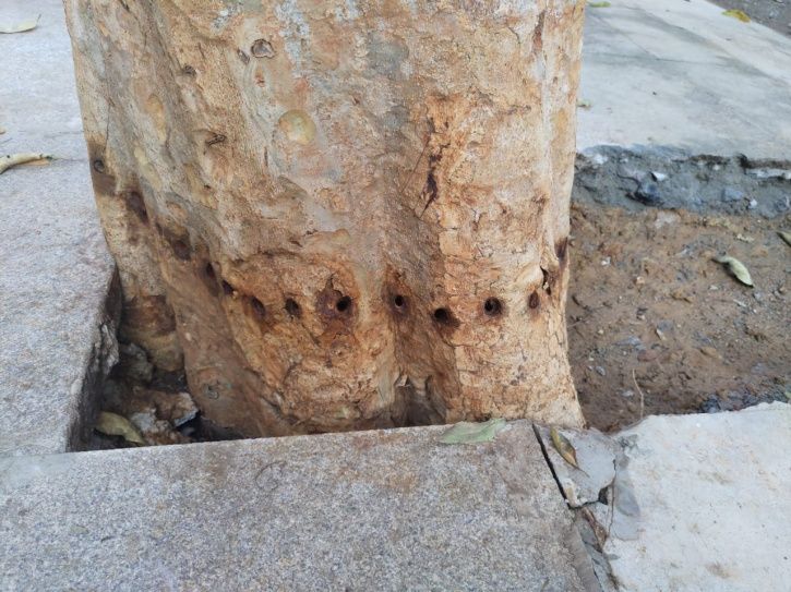 Shocking This Tree Was Poisoned For Blocking The View Of A Newly Built   Tree Poisoning 1573111368 725x725 