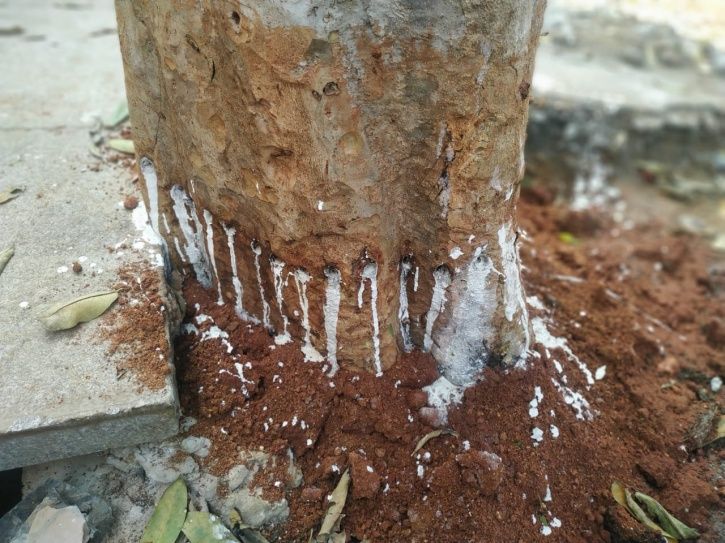 Shocking! This Tree Was Poisoned For Blocking The View Of A Newly Built ...