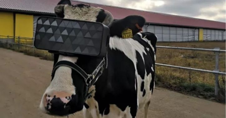 VR cow