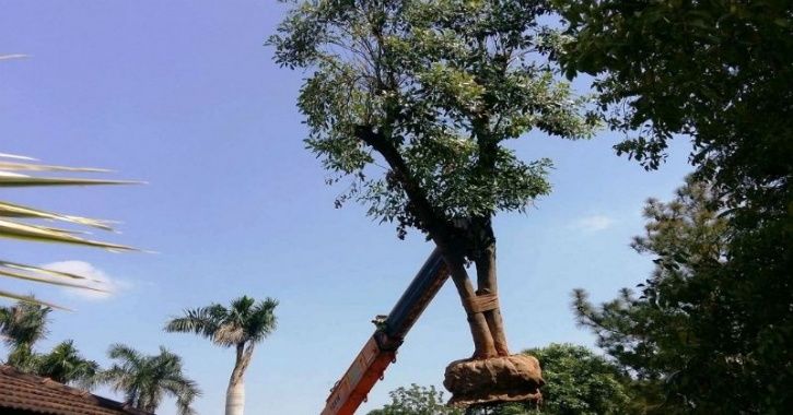 5,700 Mature Trees Won’t Be Cut, Instead Transplanted Elsewhere To Build Dwarka Expressway